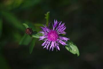 top view of the blue cornflower flower