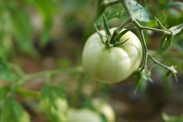 green tomato in the garden