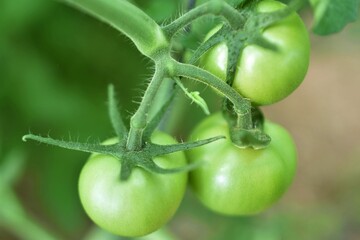green tomatoes on the vine