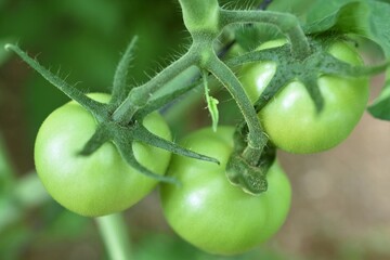 green tomatoes on a vine