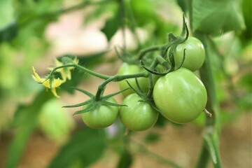 green tomatoes on a branch
