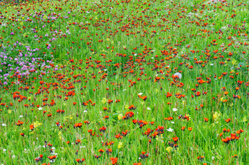 Meadow with wildflowers, Erigeron aurantiacus, Sary Jaz valley, Issyk Kul region, Kyrgyzstan