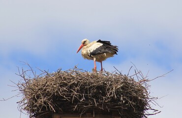 Storch