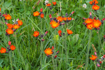 Meadow with wildflowers, Erigeron aurantiacus, Sary Jaz valley, Issyk Kul region, Kyrgyzstan