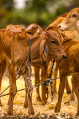 Obraz na płótnie Canvas baby cow at agriculture field