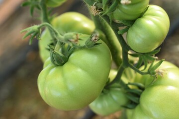 green tomatoes on a vine
