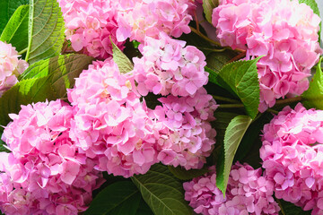 Fresh pink hydrangea flowers with shadow in garden in sunny day. Outdoor. Floral pattern.