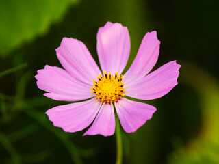 コスモス