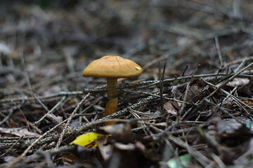 brown mushroom in the forest pine needles