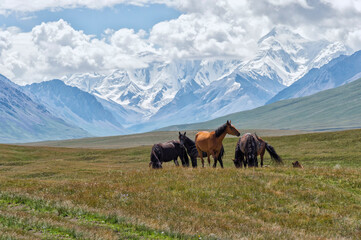 Horses grazing in front of Tien Shan snow-capped mountains, Sary Jaz valley, Issyk Kul region,...