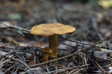 brown mushroom in the forest pine needles