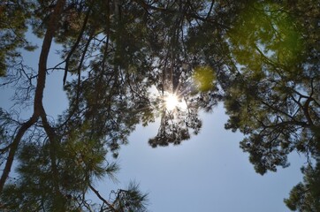 Tree and sun view in Mugla Turkey