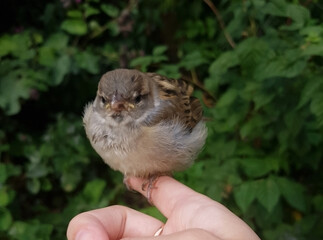 A house sparrow sitting on a man's finger