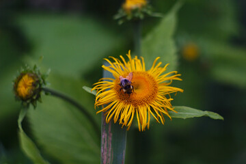 a bee works on a yellow flower