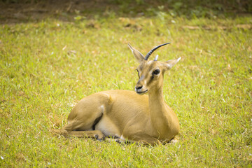 Young Deer in the Grass Image