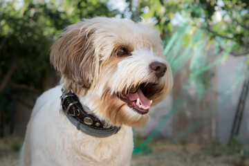 Perro sano perro feliz