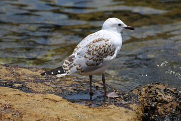 Sea gull with brown colouring on its feathers. It is standing on wet sandstone  rocks by the ocean. There is water in the background. (herring gull)