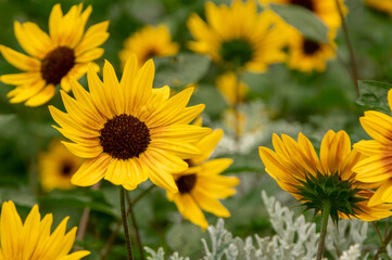Probably Suntastic Yellow sunflowers due to the short height and dark center with yellow/orange petals that have small darkened area near center of blossom.