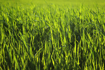 Young wheat seedlings growing in a field.