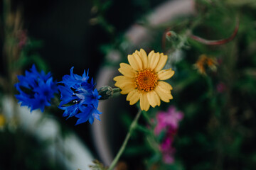 Blaue und gelbe Blume