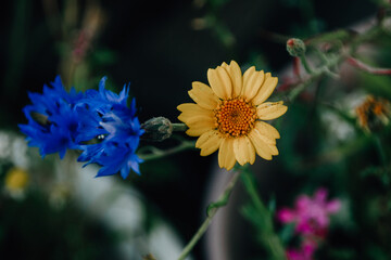 Blaue und gelbe Blume