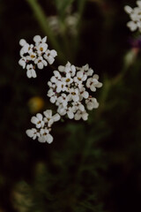 Kleine, wei&szlig;e Bl&uuml;ten