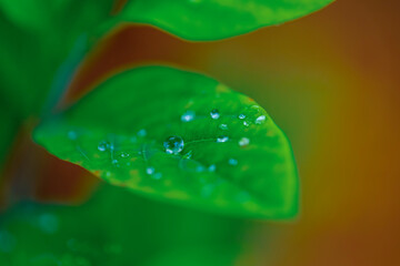 drops of transparent rain water on a green leaf macro