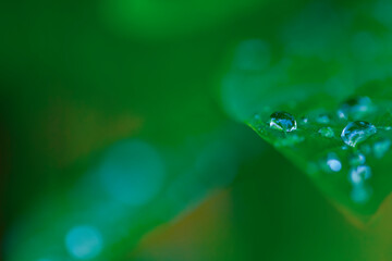 drops of transparent rain water on a green leaf macro