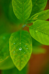 drops of transparent rain water on a green leaf macro
