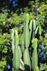 Tall cactus with trees in the background