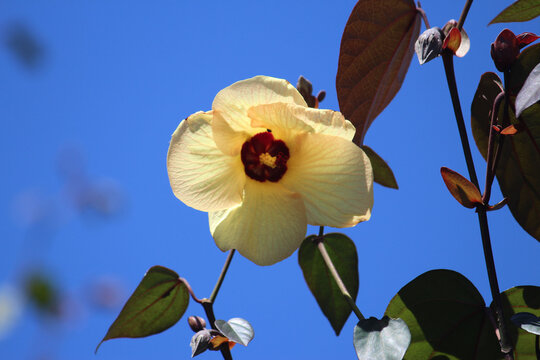 Pale yellow hibiscus hispidissimus with its red foliage and a blue sky background. Yellow flower. Sydney