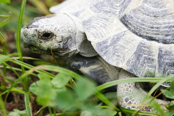 Tortoise Eating clover for lunch