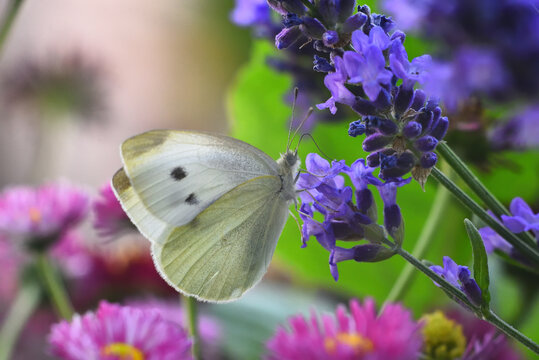 Kleiner Kohlwei&szlig;ling auf Lavendel  