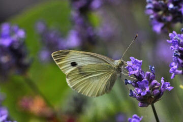 Kleiner Kohlweißling auf Lavendel  
