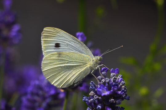 Kleiner Kohlwei&szlig;ling auf Lavendel  