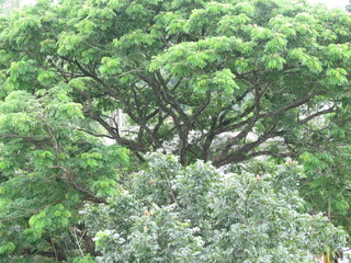 green tree in the garden