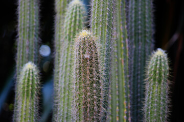 Stems of a cactus plant growing in nature. Haageocereus multangularis