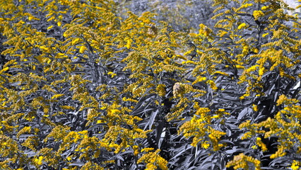 
Yellow flowers in the city park