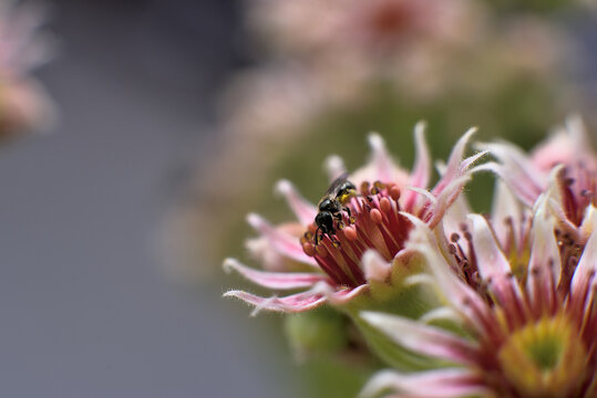 Hauswurzbl&uuml;te mit Wildbiene