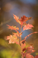 Autumnal colored oak leaves
