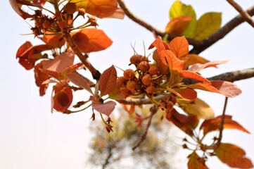 Madhuca longifolia Sapotaceae, wild deciduous tree, flowers aromatic sweet. Young fruits. ripen fruits liked by bat and other animals, birds. Seed oil is useful.