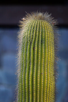 Single Cone cactus with longs fine thorns or Neobuxbaumia polylopha
