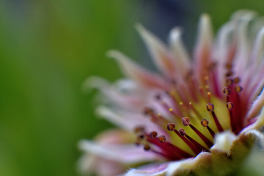 Hauswurzbl&uuml;te mit Wildbiene