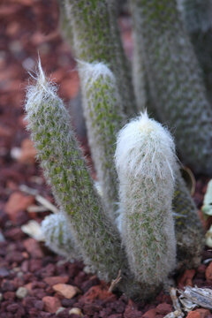 Espostoa lanata or Peruvian old-man cactus close up growing in the open