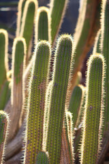 Cactus stems in the sunlight