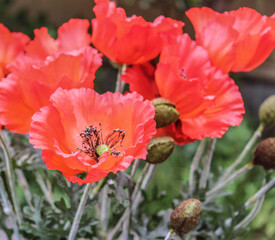 Bunch of faux red poppy flowers and buds.  Anzac Day. Remembrance Day.