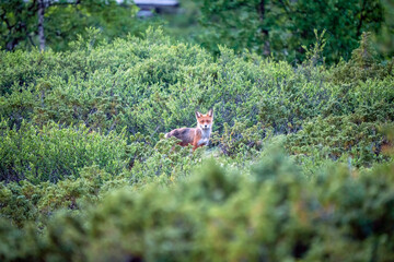 Red fox, vulpes vulpes hiding in the bushes. Outdoors and wildlife concept.