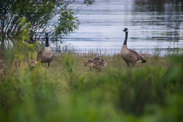 Geese - adults and kids