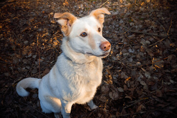 Light wool dog portrait outdoor in background of brown fallen leaves