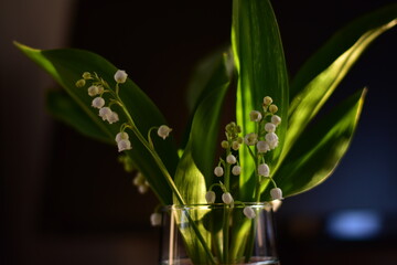 poisonous spring plant Convallaria majalis. a decorative white flower in the glass